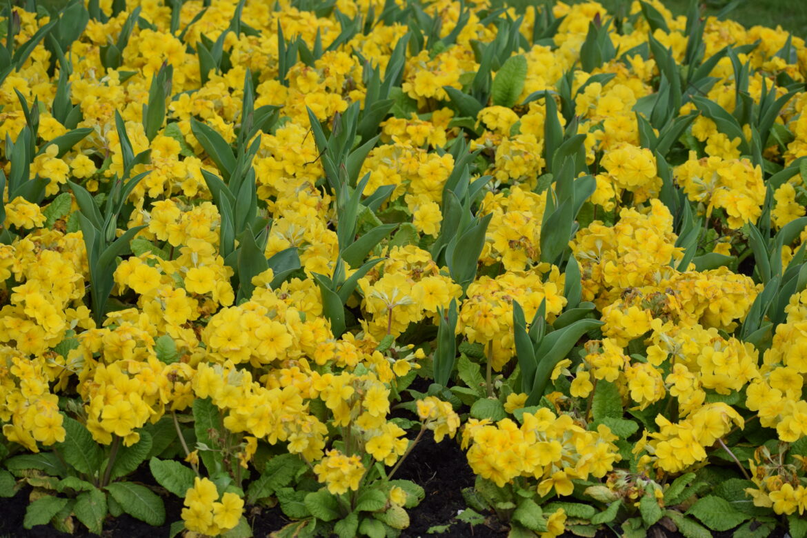 THE AJMAW POETRY COMPETITION